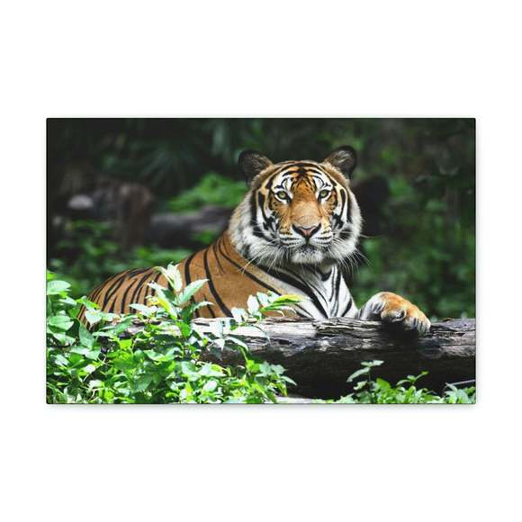 Majestic Tiger Art Majestic Tiger Print Animal Wall Art Wildlife Canvas Prints W